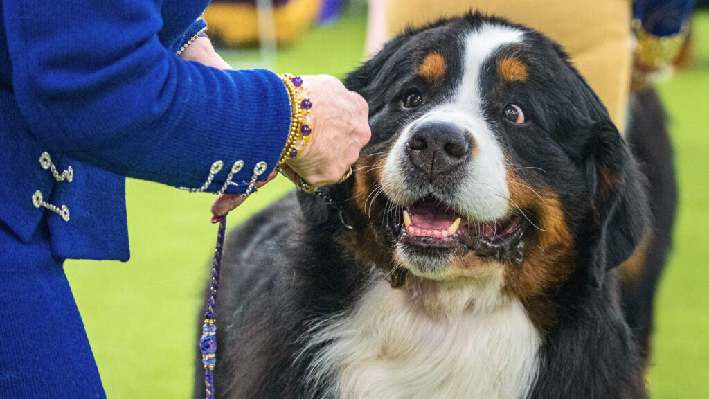 A Bernese Mountain Dog smiles while the owner adjusts the leash at the 2026 Westminster Kennel Club Dog Show