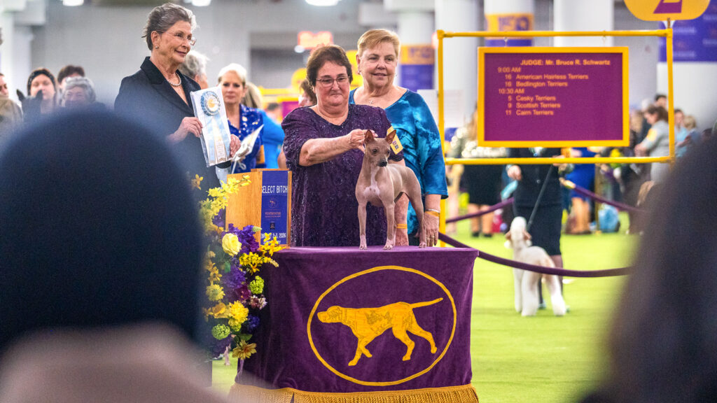 A small dog stands on a table in front of her owner while being awarded a ribbon at the 2026 Westminster Kennel Club Dog Show