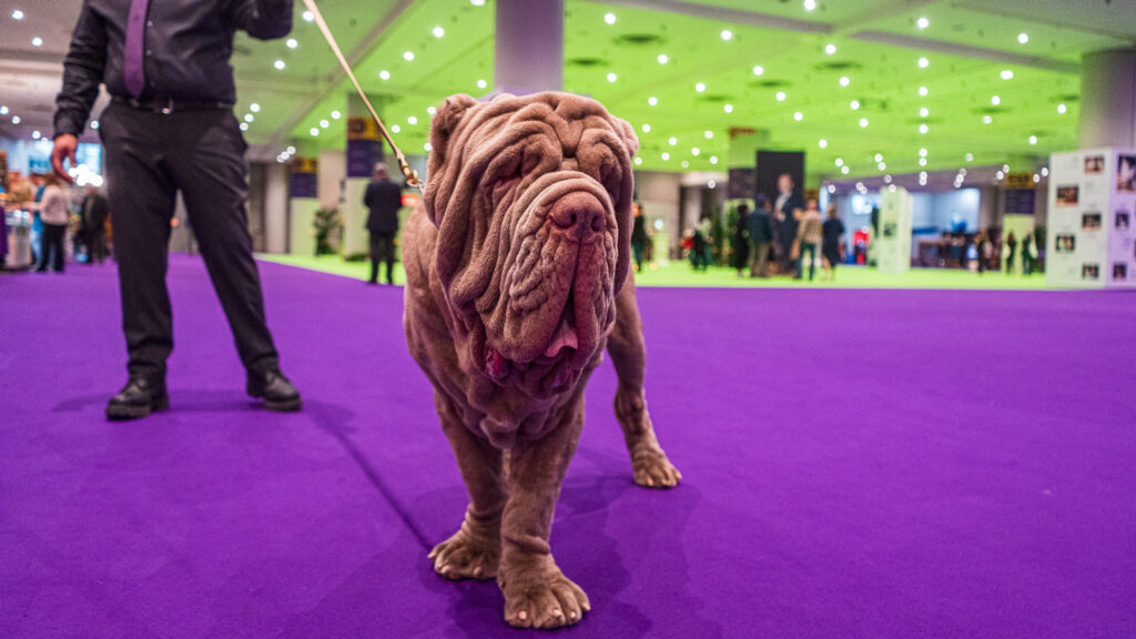 A brown dog walks on the purple carpet with their owner in the background holding the leash at the 2026 Westminster Kennel Club Dog Show