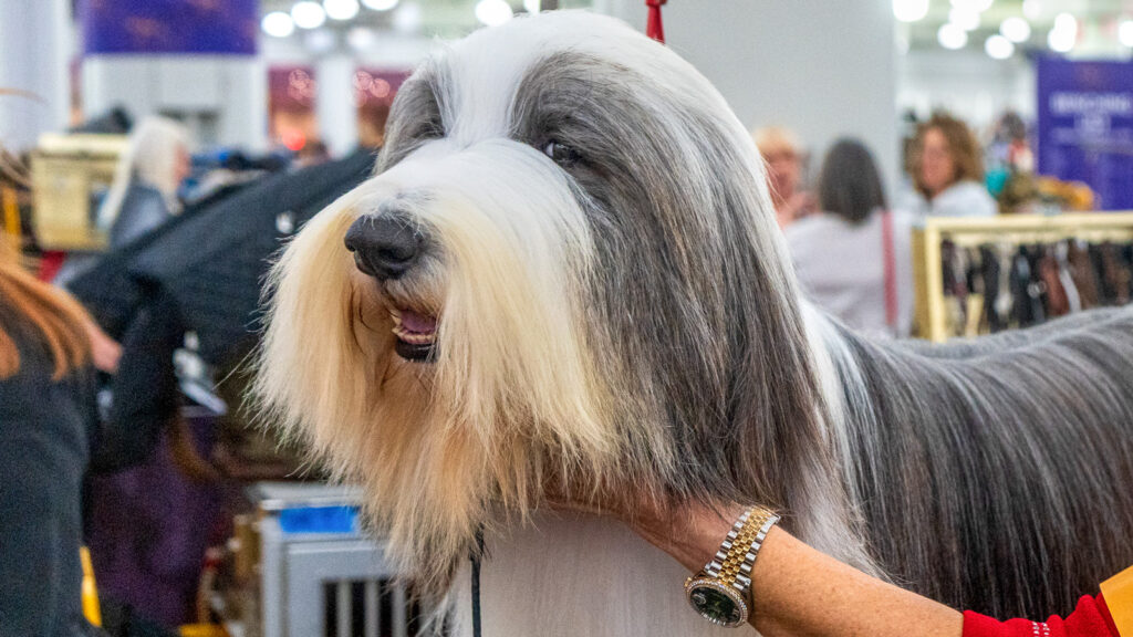 A gray and white dog with long hair and a beard at the 2026 Westminster Kennel Club Dog Show