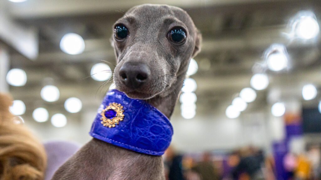 A gray dog wearing a royal blue thick collar with gems on it gazes into the camera during a moment at the 2026 Westminster Kennel Club Dog Show