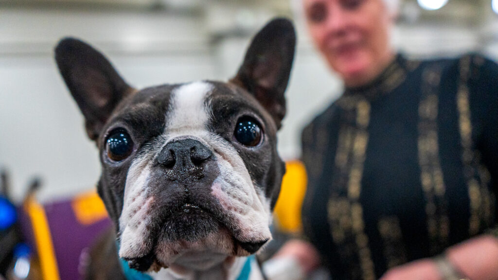 A Boston Terrier with perky ears stares at the camera at the 2026 Westminster Kennel Club Dog Show
