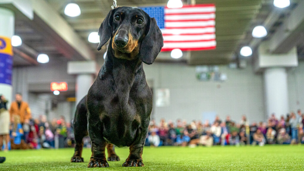 A dachshund peers at the camera with a crowd of spectators in the background at the 2026 Westminster Kennel Club Dog Show