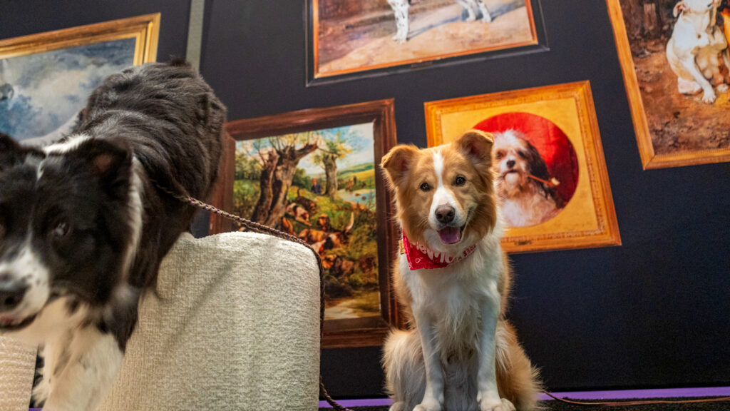 A tan and white dog wears a red bandana at the 2026 Westminster Kennel Club Dog Show