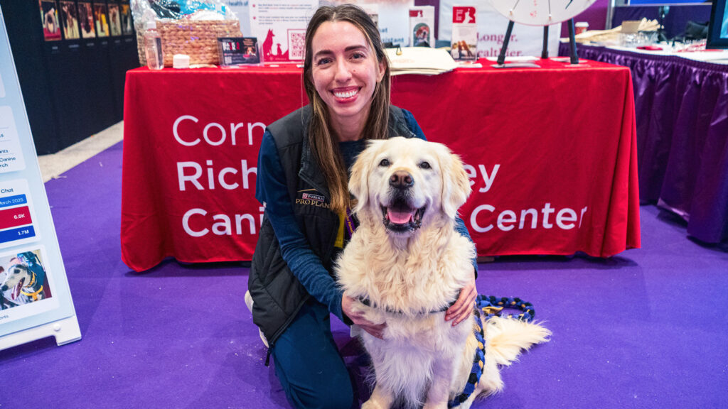 A Cornell veterinarian kneels next to a Golden Retriever and smiles at the 2026 Westminster Kennel Club Dog Show