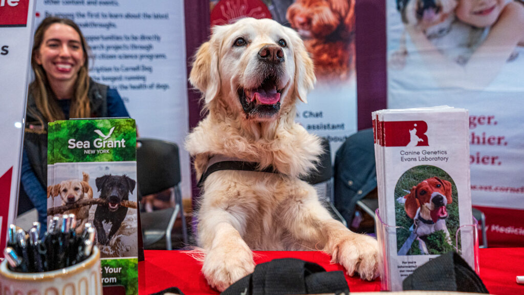 A Golden Retriever dog smiles with his two front paws on a Cornell affiliates' table at the 2026 Westminster Kennel Club Dog Show