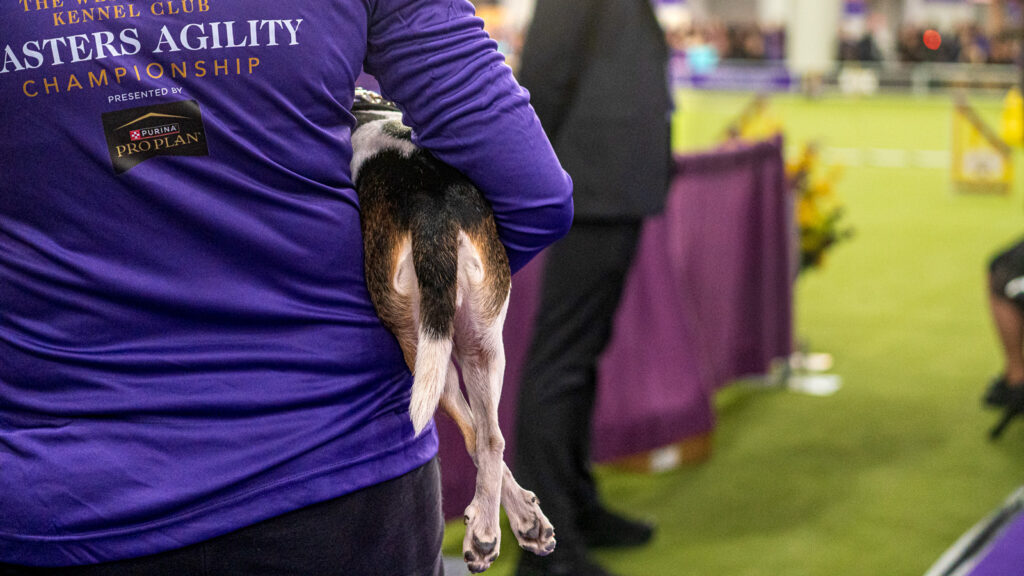 The tail and back legs of a dog being carried at the 2026 Westminster Kennel Club Dog Show