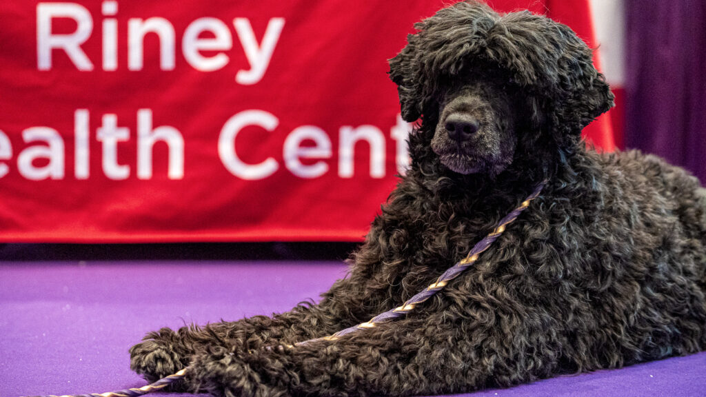 A curly, gray dog lies down in front of the Richard P. Riney Canine Health Center table at the 2026 Westminster Kennel Club Dog Show