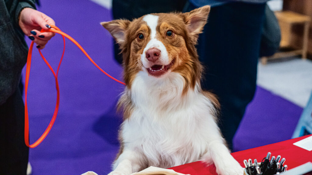 A dog smiles with its two front paws on a table at the 2026 Westminster Kennel Club Dog Show