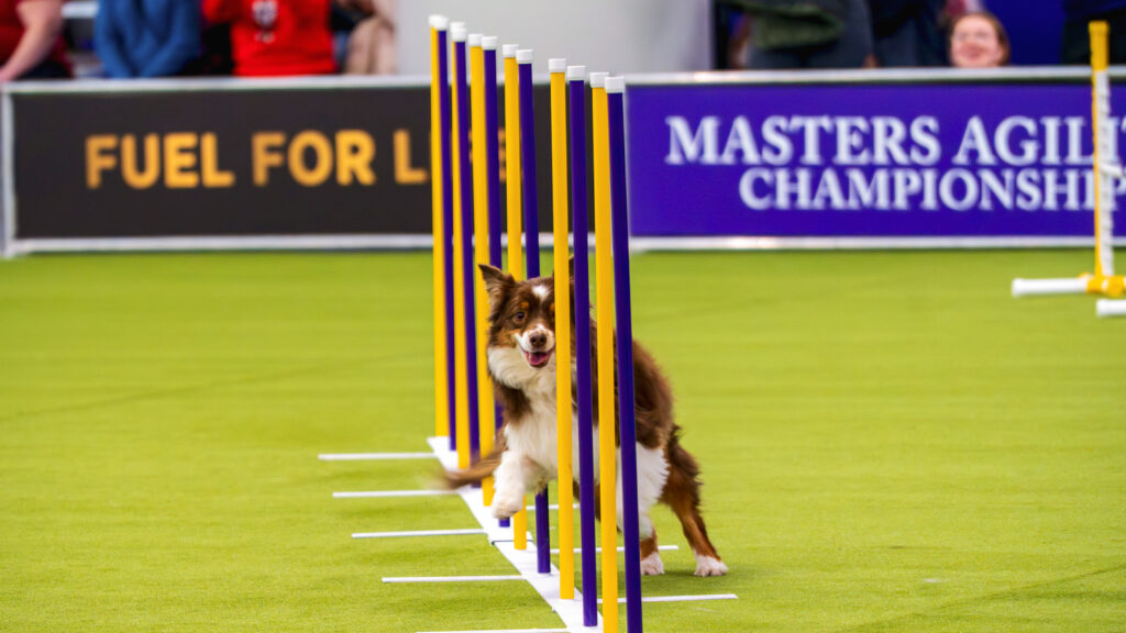 A dog zigzags through poles during the agility championships at the 2026 Westminster Kennel Club Dog Show
