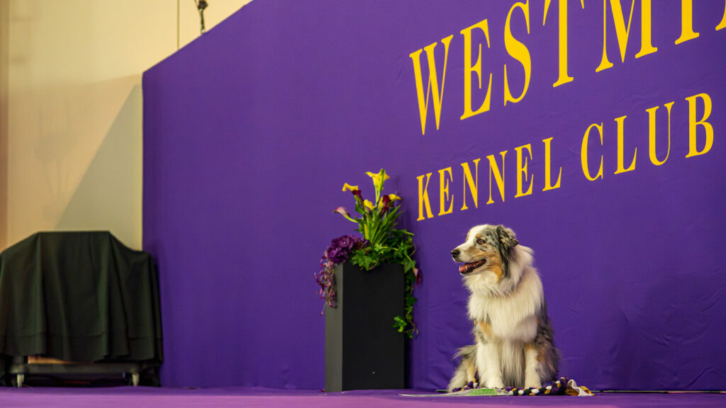 An Australian Shepherd sits on stage at the 2026 Westminster Kennel Club Dog Show