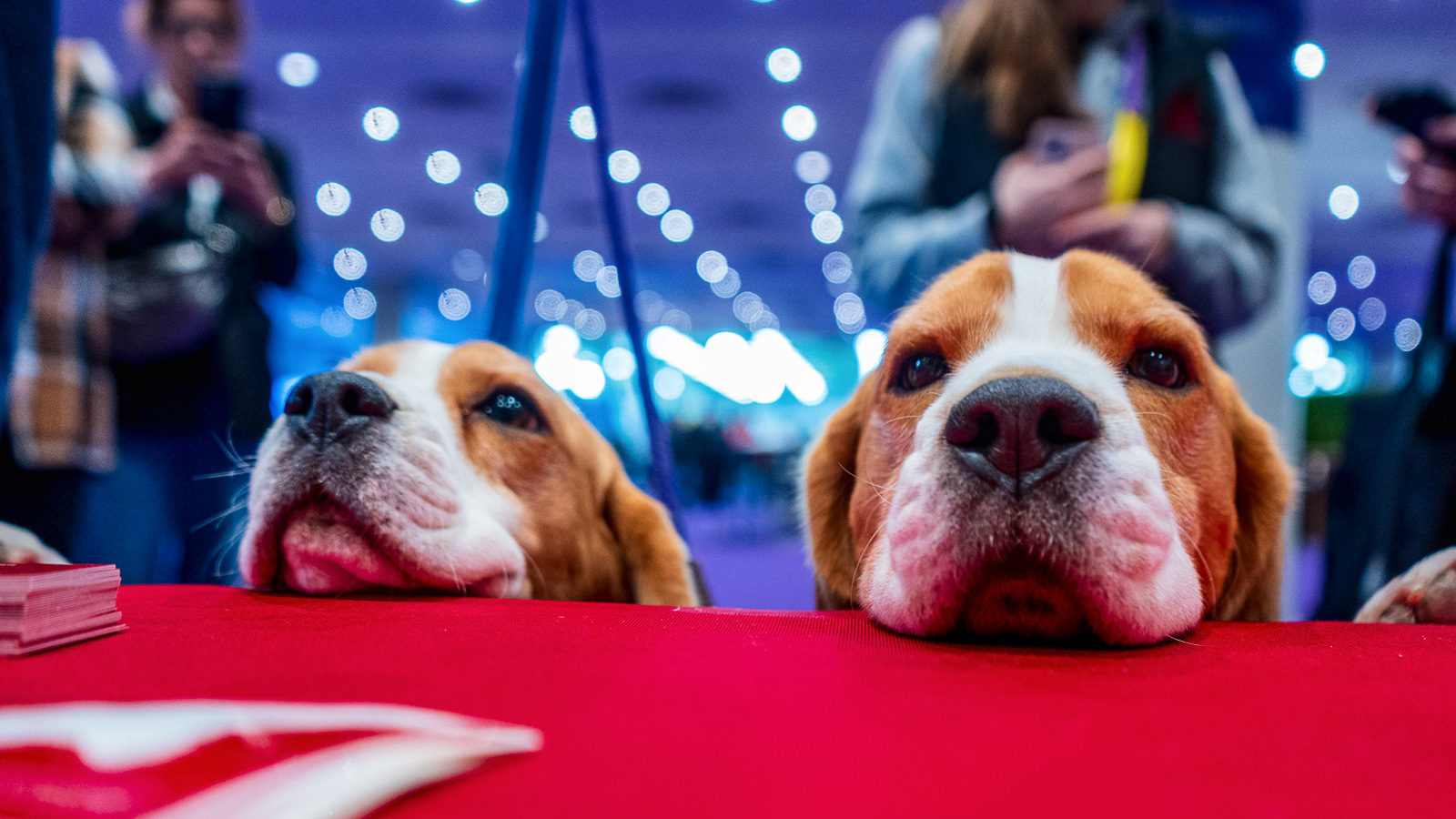 Two tan and white dogs rest their chins on a table at the 2026 Westminster Kennel Club Dog Show