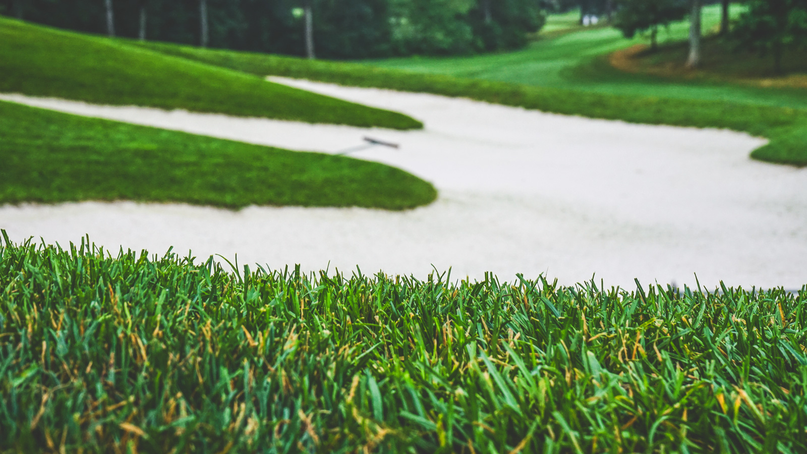 Turfgrass and a bunker sit prepared for the 2025 Ryder Cup at Bethpage State Park