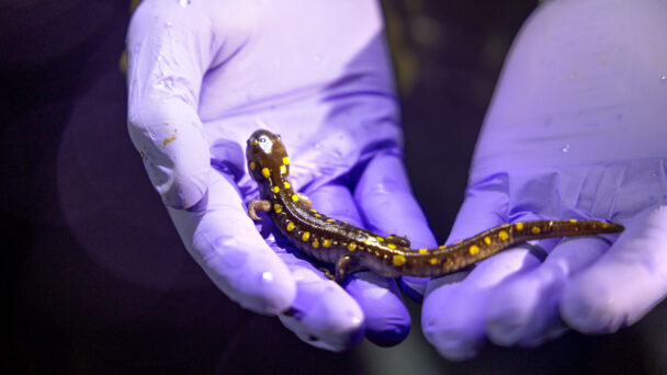 Late-Night Patrols Aim to Protect Road-Crossing Amphibians