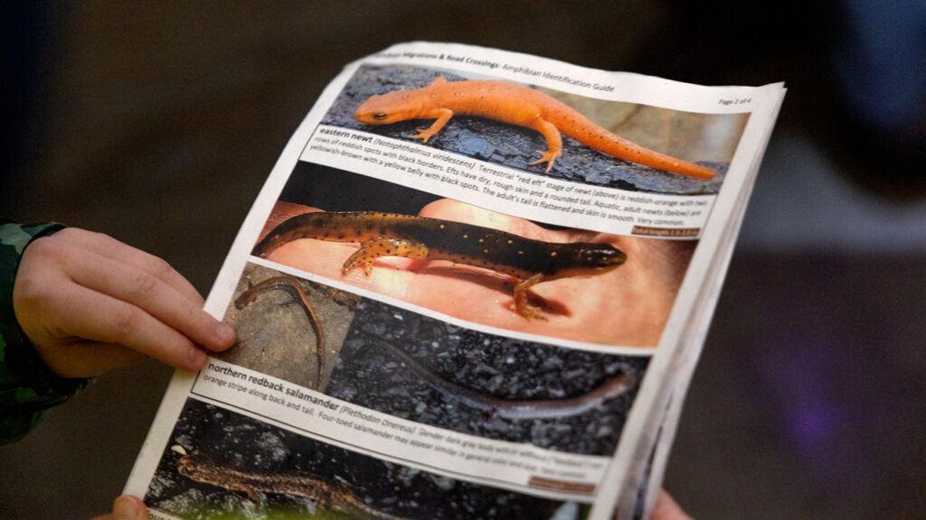 A page with photos and descriptions of different types of salamanders.