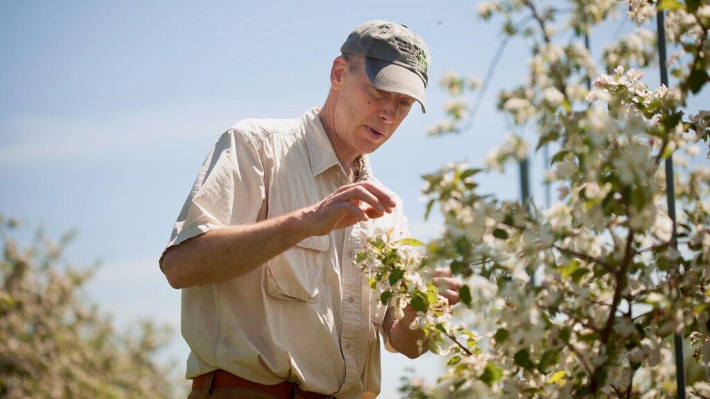 Bryan Danforth, professor of entomology, surveying native pollinators at Cornell Orchards.