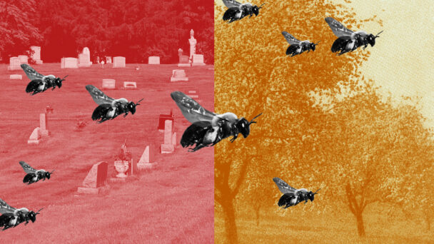 An East Hill Cemetery Is Home to Millions of Ground-Nesting Bees