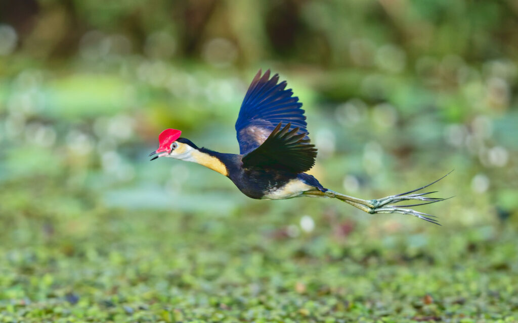 Comb-crested Jacana in flight against a leafy background