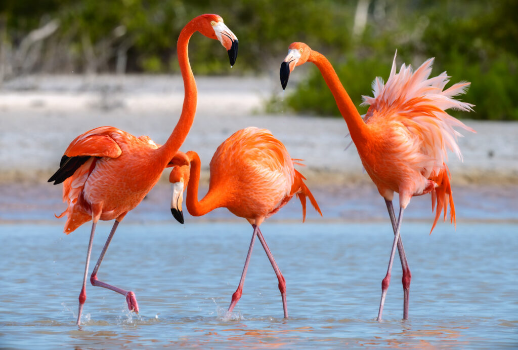 Three American Flamingos standing in water by the shore