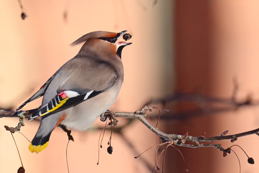 Bohemian Waxwing on a branch