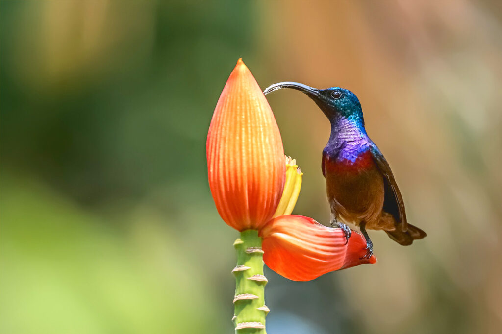Loten's Sunbird on an orange flower