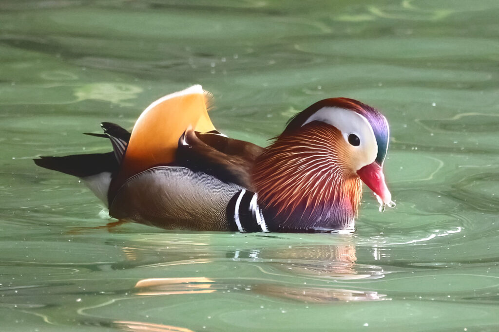 Mandarin Duck on the water