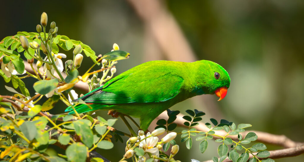 Vernal Hanging-Parrot on the branch of a bush