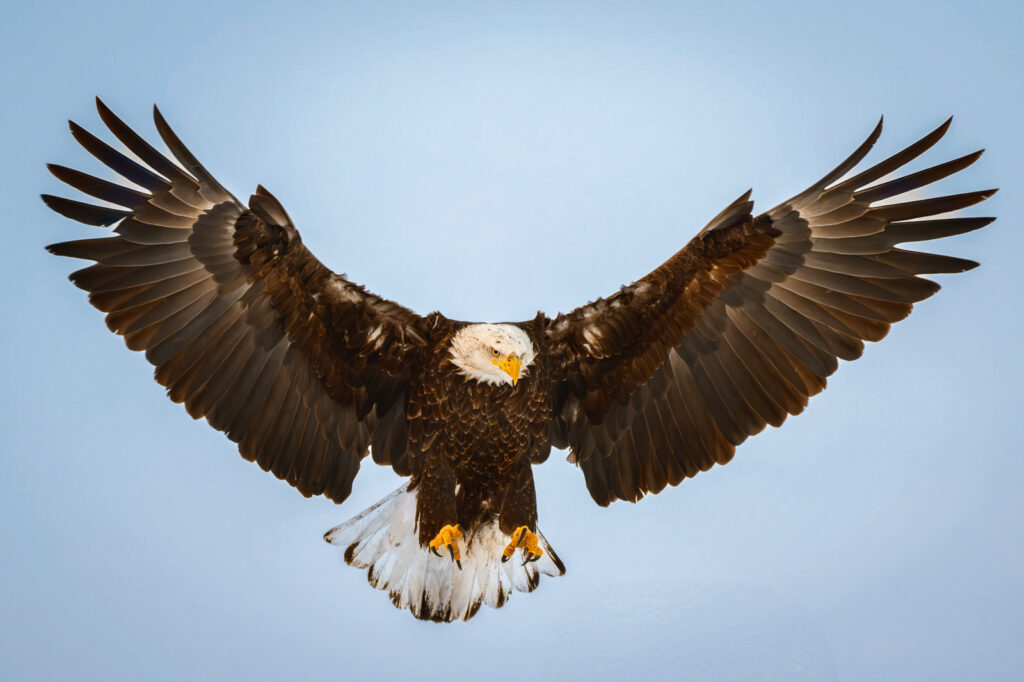 Bald Eagle in flight with wings spread