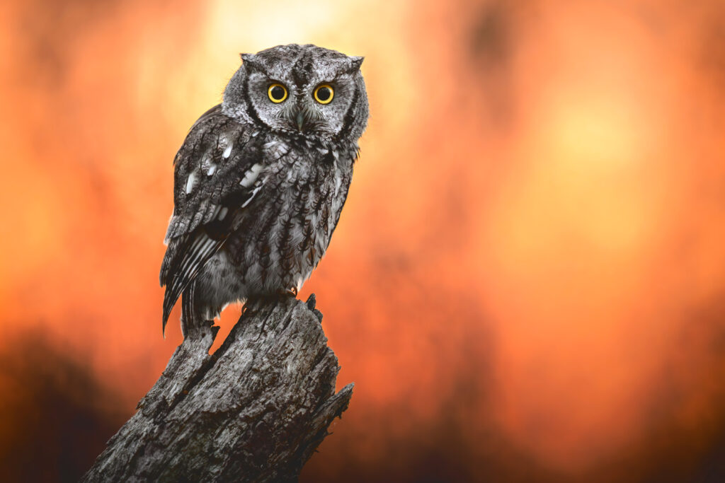 Eastern Screech-Owl sitting on a log against an orange sky
