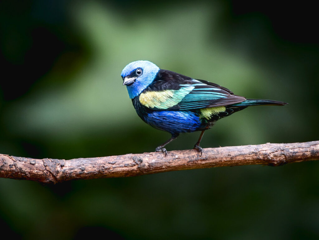 Blue-necked Tanager on a branch