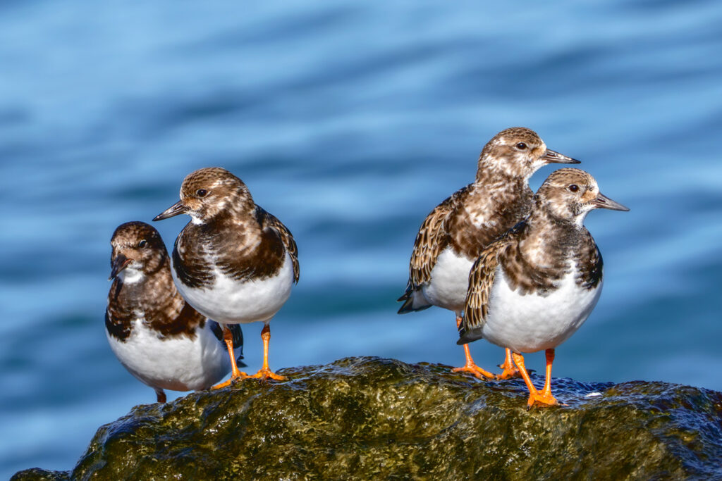 Four Ruddy Turnstones on a sea rock