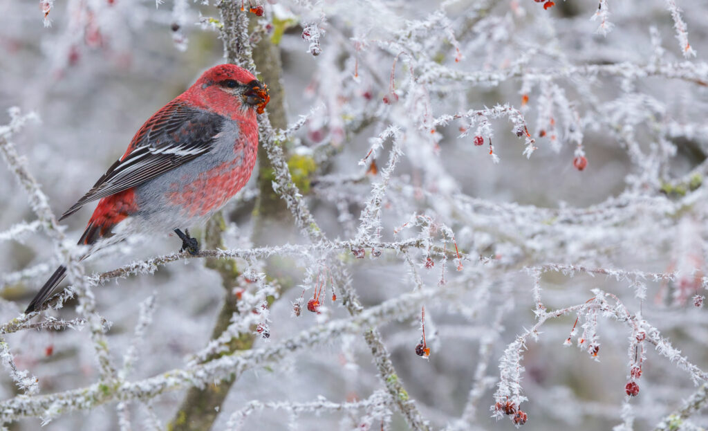 Pine Grosbeak on snowy branches
