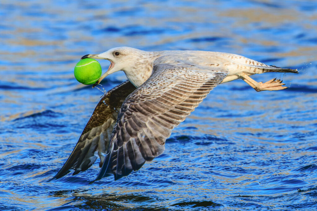 A European Herring Gull in flight with a tennis ball in its mouth