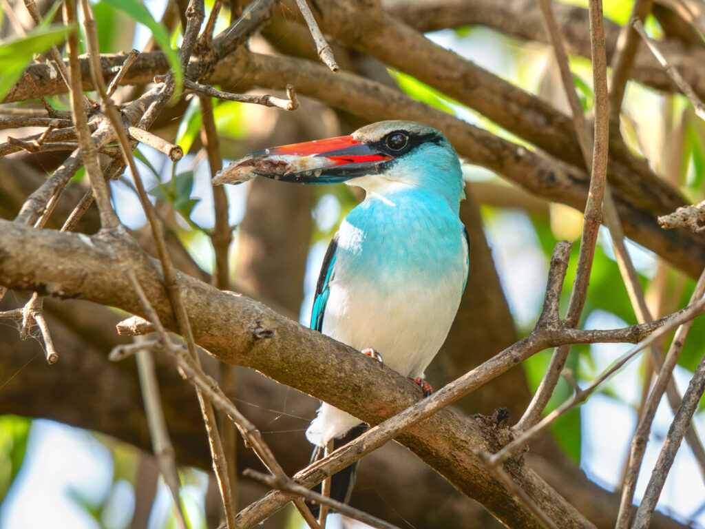 Blue-breasted Kingfisher sitting on a tree branch