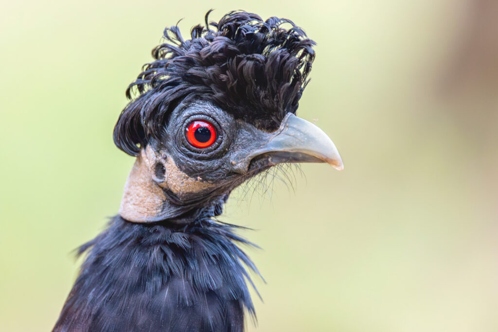 Close-up of the head of a Southern Crested Guineafowl