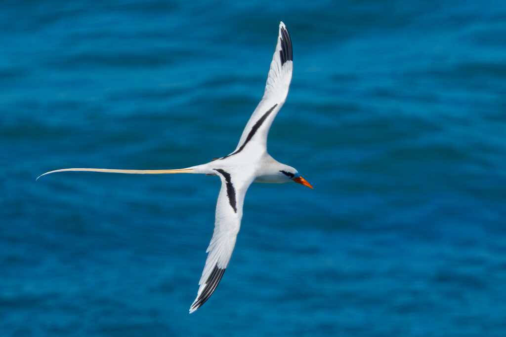 White-tailed Tropicbird in flight over water