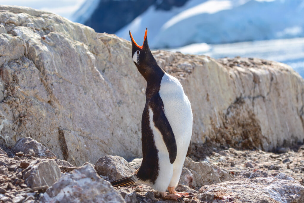 Gentoo Penguin standing on a rock with its head up
