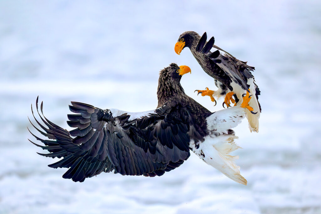 An adult and a juvenile Steller's Sea-Eagle in flight facing each other