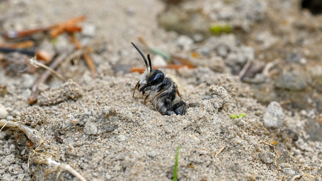 A bee emerging from sandy soil