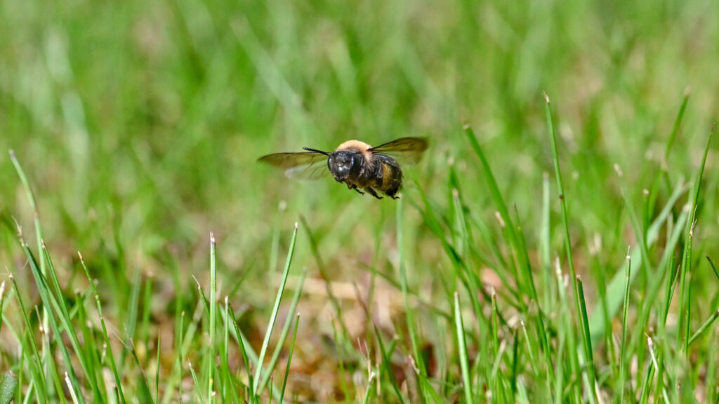 A bee flying low over grass