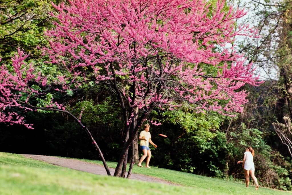 Cornell students play Frisbee near a blossoming redbud tree in spring 1984