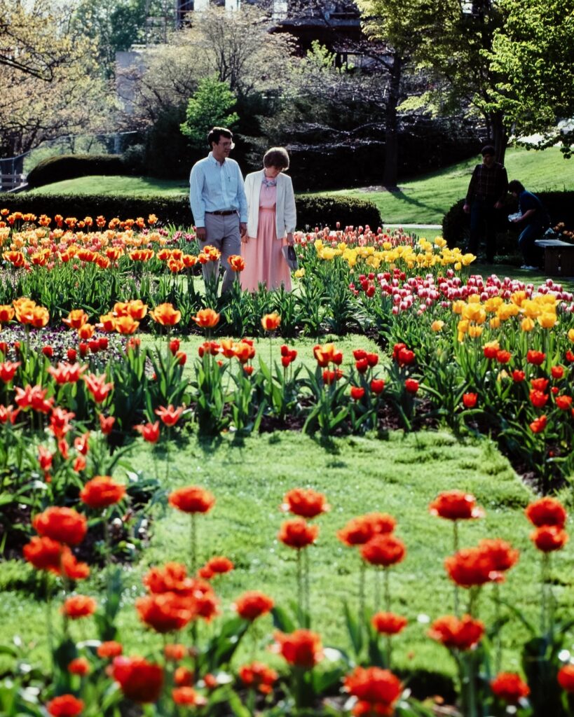 a couple gazes at flowers blooming in a Cornell campus garden in spring 2001