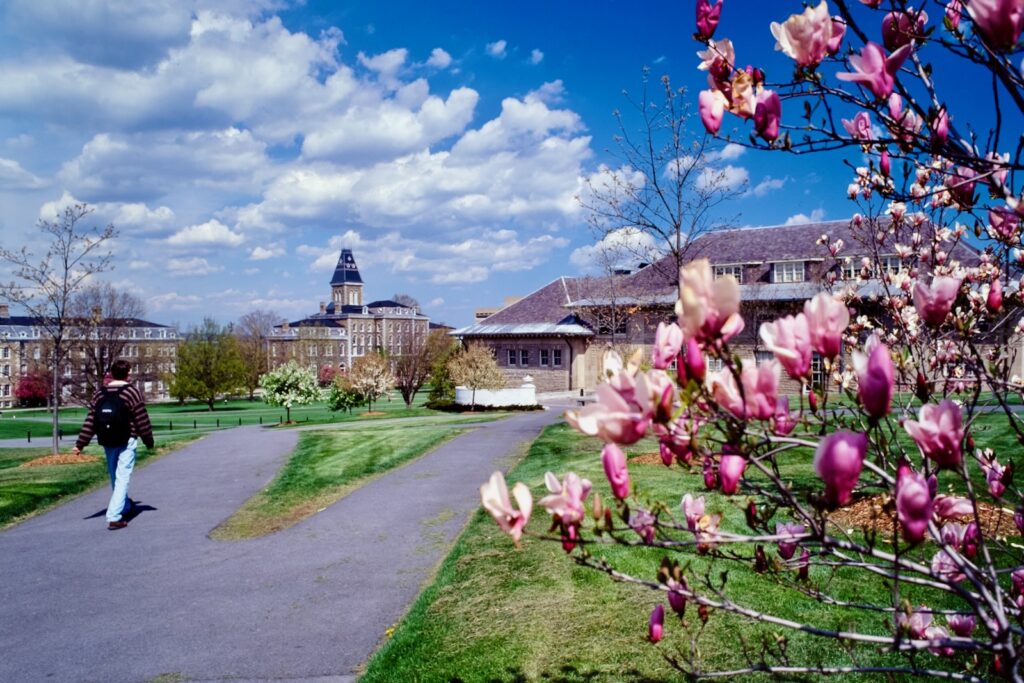 a student walks toward the Arts Quad with flowering magnolia branches visible in the foreground in spring 1997