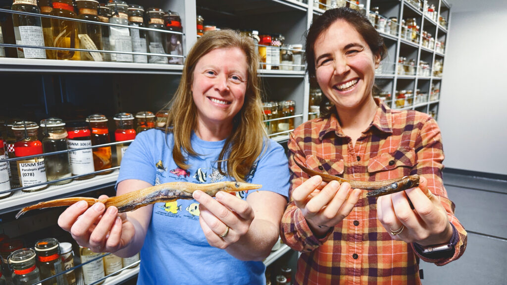 Katherine Bemis, right, with Diane Pitassy, collections manager at the Smithsonian's National Fish Collection, hold two species of barracudina