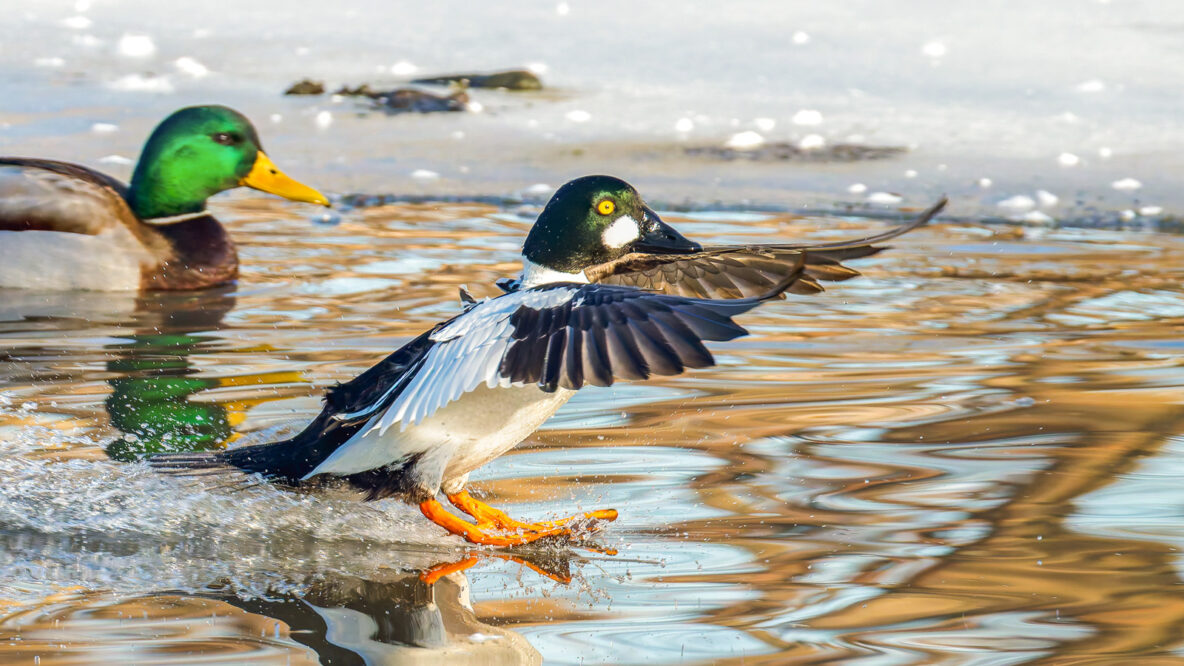 Feathered & Fabulous: Images from the 2026 Great Backyard Bird Count