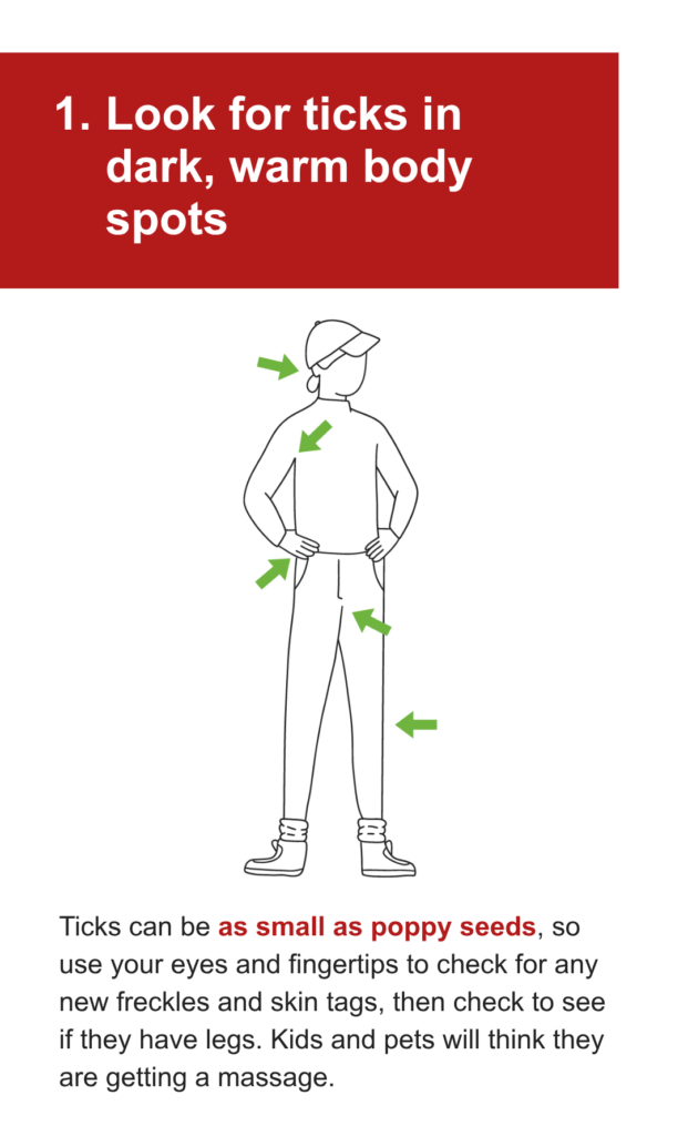 An illustration of a person with arrows pointing to different areas on their body. The text says: 1. Look for ticks in dark, warm body spots. Ticks can be as small as poppy seeds, so use your eyes and fingertips to check for any new freckles and skin tags, then check to see if they have legs. Kids and pets will think they are getting a massage.