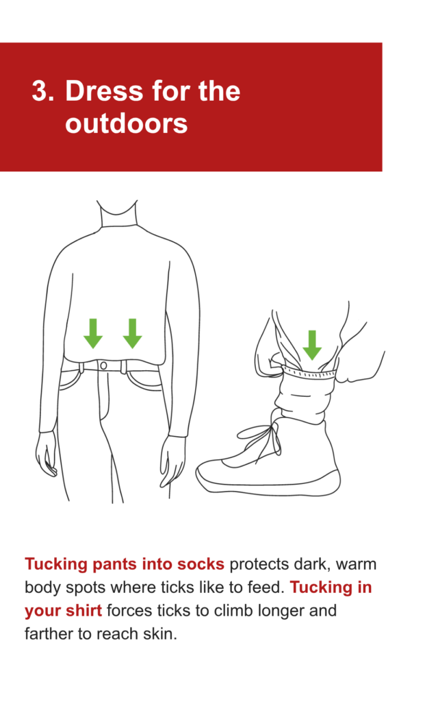 An illustration of a person with arrows pointing to their waistband and pant cuffs tucked into socks. The text says: 3. Dress for the outdoors. Tucking pants into socks protects dark, warm body spots where ticks like to feed. Tucking in your shirt forces ticks to climb longer and farther to reach skin.