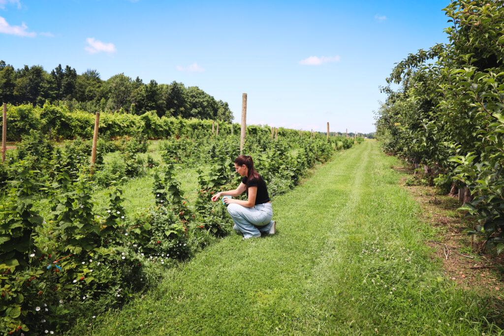 A visitor picks kneels down to pick raspberries in the field at Becker Farms.