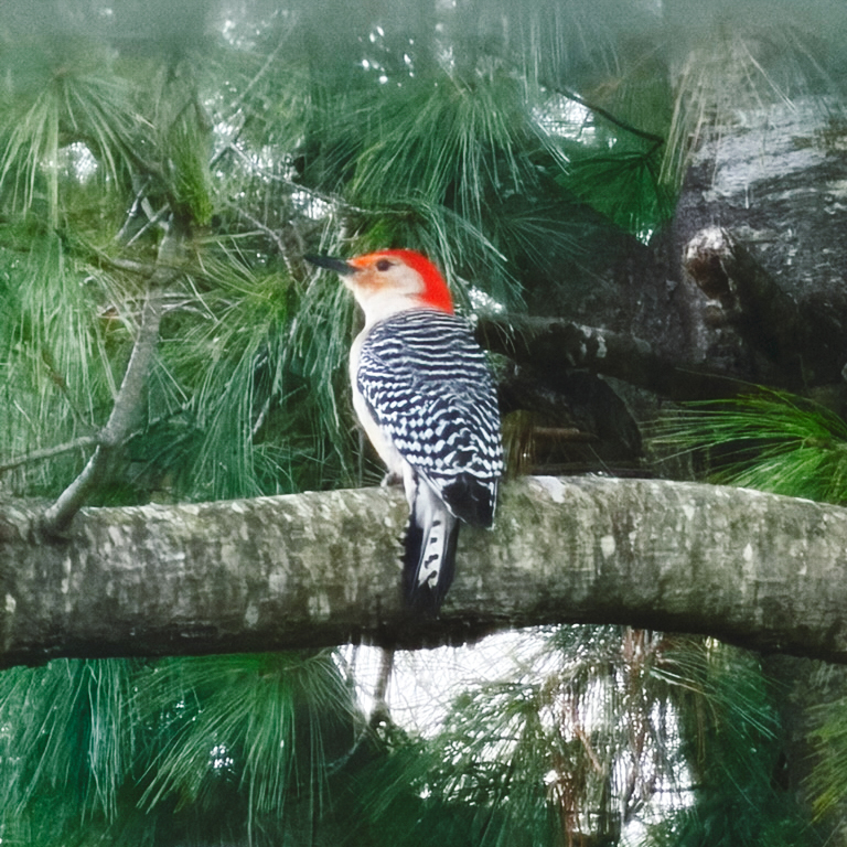 A red-bellied woodpecker on a tree branch