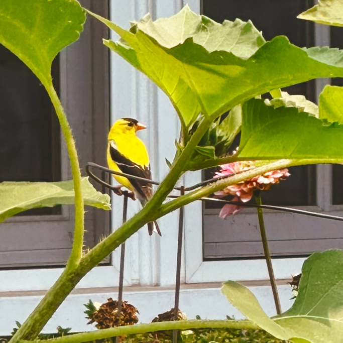 A goldfinch on the stem of a plant